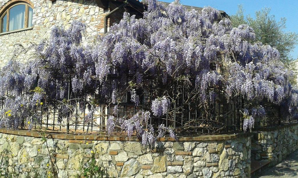 Pietra E Glicine B&B Pieve a Nievole Luaran gambar